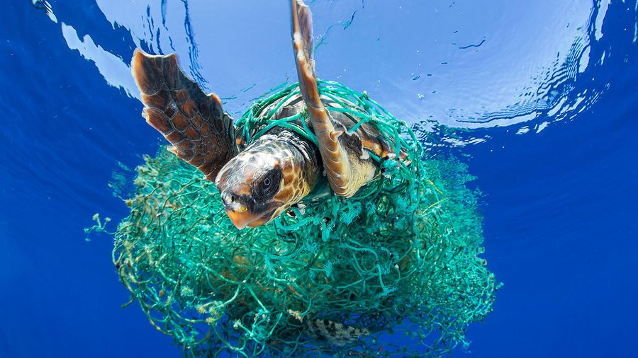 A sea turtle entangled in a ghost net, Great Pacific Garbage Patch, ocean plastic pollution, save oceans, help clean oceans,